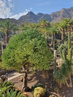 2020-10-GC-Cactualdea-PM-NN-10.jpg